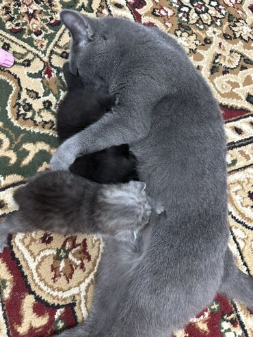 вислоухие кошки цена: Британская короткошёрстная, 1 месяц, Мальчик, Серый, С прививками