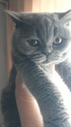 в связи с переездом отдам попугая жако в добрые руки: Продаются шотландские котята,привитые,проглистованы,мальчик и девочка