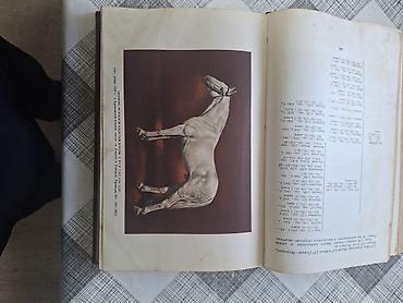 Другие книги и журналы: Продаю редкую книгу про лощадей разных стран. Тираж-25тыс .экз. Год — 8