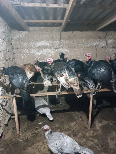 кыргыз добот ит: Сатам | Эркек күрп | Бройлер | Көбөйтүү үчүн | Асыл тукумдуу