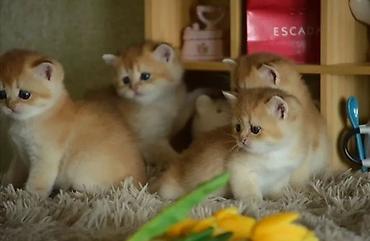 Pişiklər: Qızıl şinşilla, Erkək, Ünvandan götürmə — 2