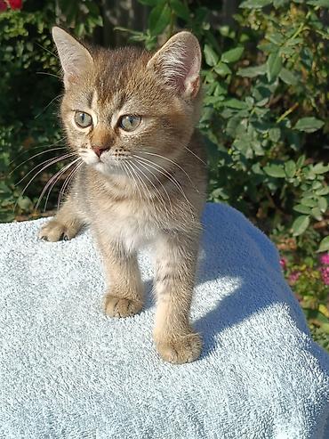 котята маленькие: Скотиш Страйт (Шотландская прямоухая), 2 месяца, Мальчик, Золотая шиншилла, Приучена к лотку, Проглистована — 4
