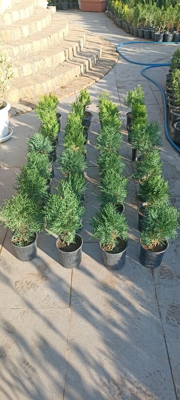 Ağaclar: Dekorativ çöl bitkilərinin satışı və Sifarişlə yetişdirilməsi.Satış -da lalafo.az — 30 Ağaclar: Dekorativ çöl bitkilərinin satışı və Sifarişlə yetişdirilməsi.Satış — 30