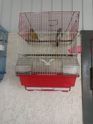 продажа кукурузы в початках: 3500 сом, с клеткой 
с щеглом 4500 сом