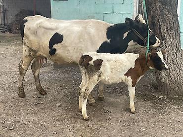 Коровы, быки: Продаю | Корова (самка) — 9