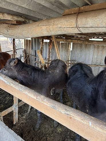 пони купить: Продаю | Жеребец, Жеребенок | На забой — 10