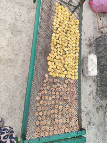 Quru meyvələr: Pirşaĝı quru enciri. Yayda Pirşaĝıda quruduruq. Kohne sovet krovatinda — 9