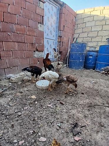 labrador satilir: Toyuq cücələri, Ətlik — 7