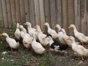 ucuz qazlar: 1 ay 10 günün ördekleridi tez yetişən sort ördəklerdi 15 ədəddir biri