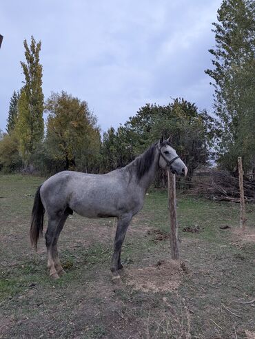 французский бульдог купить бишкек: Сатам | Жылкы (эркек), Байтал, Тай | Кара Жорго | Көбөйтүү үчүн, Жумушка, Ат спорту