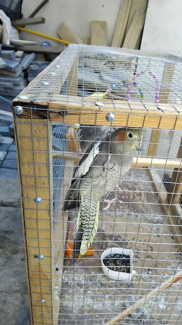 Tutuquşları: 2 disi 1 ərkek 1 yaşları var qefesle bir yerdə satılır qəfəsin uzunu — 6