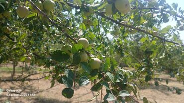 Torpaq sahələrinin satışı: Kənd təsərrüfatı — 11