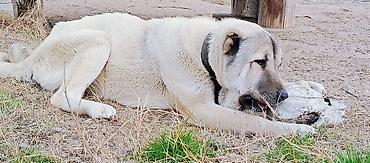 İtlər: Kanqal, 2 il — 11