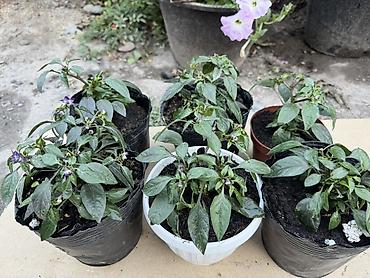 Декоративный перец в горшках (Capsicum ornamental) - Компактные