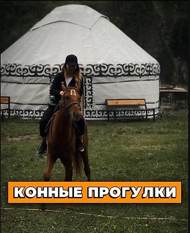 Аренда юрт: Аренда юрт,тапчанов. Вместимость юрт от 15-20,человек. В стоимость — 8