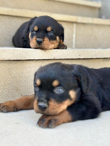 rottweiler satilir: Rotveyler, 2 ay, Dişi — 4