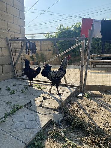 xoruzu: Xoruz, Heyratı, il: 1, Ünvandan götürmə, Ödənişli çatdırılma — 1