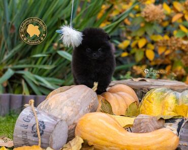 акустические системы huawei колонка в виде собак: Шпиц, 2 месяца, Самец, С прививкой, С родословной