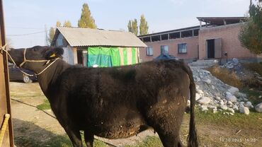 продаю связи с переездом: Сатам | Уй (ургаачы) | Бордоп семиртүү үчүн | Байланган
