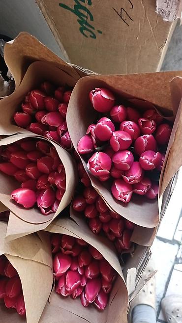 Букеты из живых цветов: Тюльпаны с тепличной выгонки — оптом и для флористов. - Ассортимент — 19