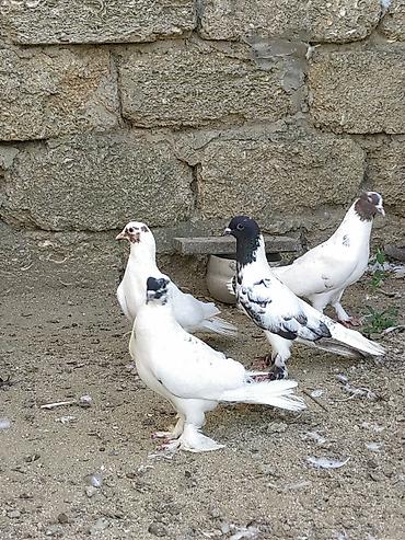 hind quşu: Bakı Göyərçinləri 5 ədəd. - Növləri: rəngarəng və ağ əsaslı — 1