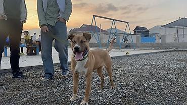 pitbull balaları: Pitbul, 8 ay, Erkək, Ünvandan götürmə — 4