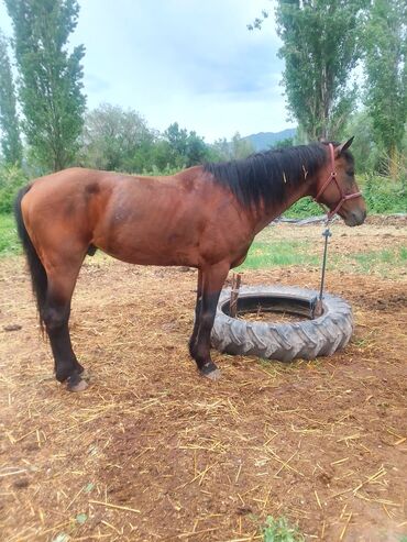 Лошади, кони: Продаю | Конь (самец), Жеребец | Английская, Полукровка | Для разведения, Рабочий, Конный спорт | Племенные — 9