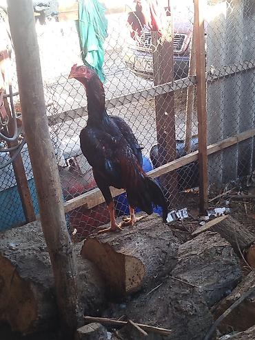 Куры, петухи: Продаю | Петух | Бойцовая | Для разведения — 3