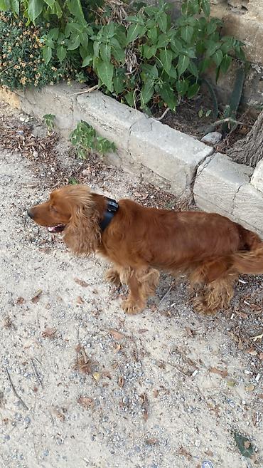 balaca it cinsi: Adı ninadı cinsi ingilis koker spanieli 1 yaşı var 2 dil bilir ciddi — 1