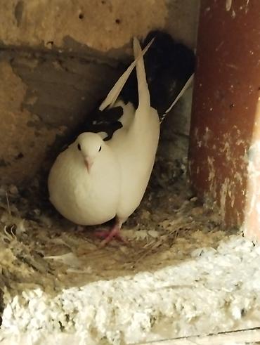 Göyərçinlər: Salam Aleykum çep maya tutulmadi dikelib oynuyan qusdu maya 25m — 8