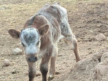 Коровы, быки: Продаю | Музоо, торпок | Бельгийская | На откорм, На забой, Для разведения | Искусственник