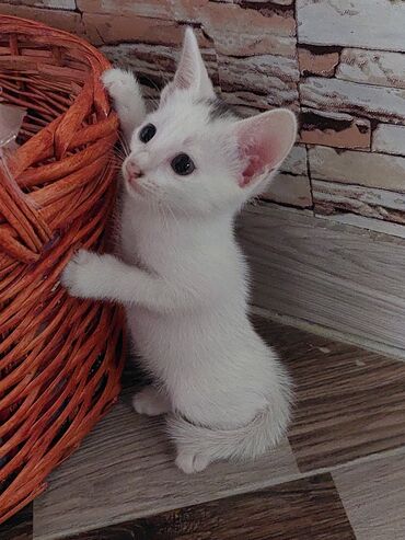 Pişiklər: Siam, Dişi, Yaxşı əllərə, Ünvandan götürmə -da lalafo.az — 9 Pişiklər: Siam, Dişi, Yaxşı əllərə, Ünvandan götürmə — 9