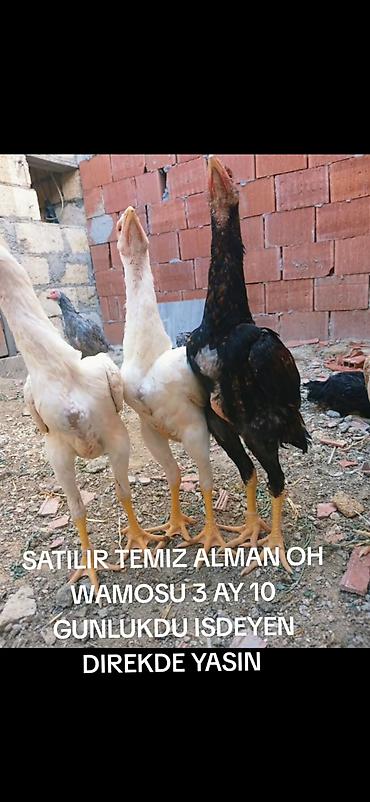 heyvan alqi satqisi: Toyuq, Damazlıq — 2