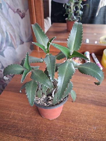 Каланхоэ: Каланхоэ лечебный 1см высота 10сом,2см высота 20сом, 3см высота 30сом — 6