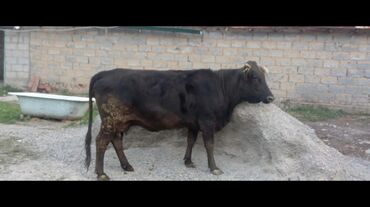 продажа щенков немецкой овчарки в бишкеке с документами: Продаю | Корова (самка) | Ангус | На забой | Не стельные