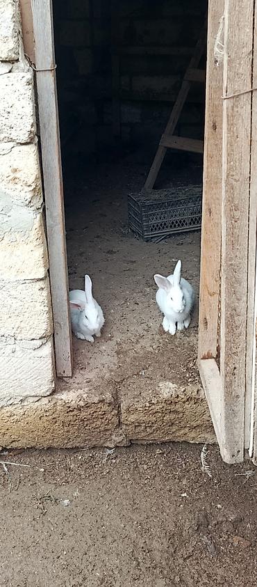 Dovşanlar.
Böyüklər 7azn.
Kiçiklər 5azn