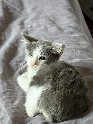 кошки куплю: Кошка даром: Беспородная, 2 месяца, Мальчик, Приучена к лотку — 1