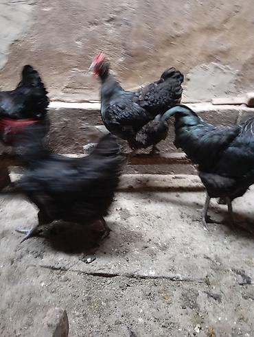 Куры, петухи: Продаю | Куры | Для разведения — 5