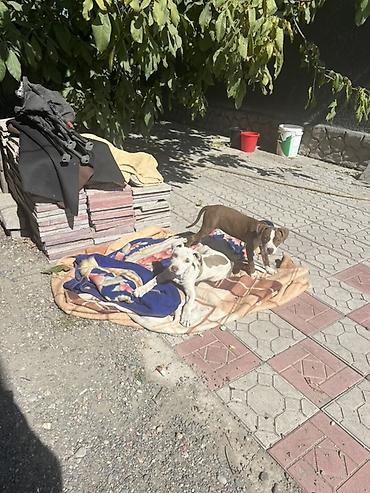 слив пантера котедж: Питбуль, 3 месяца, Самец, С прививкой — 2