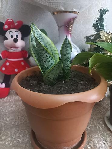 dibcək qabı: Sansevieria (Qayın dilı) – dekorativ otaq bitkisi - Növ: Sansevieria — 1