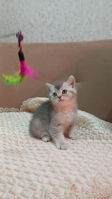 Pişiklər: Britan — 7