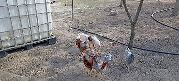 Toyuqlar: Toyuq, Damazlıq — 10