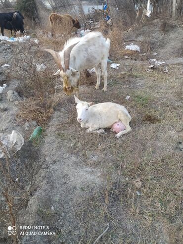 Keçi, çəpiş: Saanen tekesi — 1