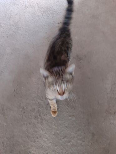 балинезийская кошка: Кошка домашние отдам бесплатно