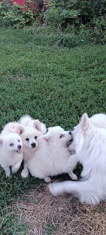 Psi: Na prodaju prelepi štenci belog nemačkog špica, oštenjeni 12. januara — 5