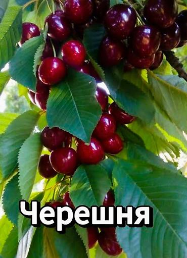 Черешня: Черешня Оптом — 6