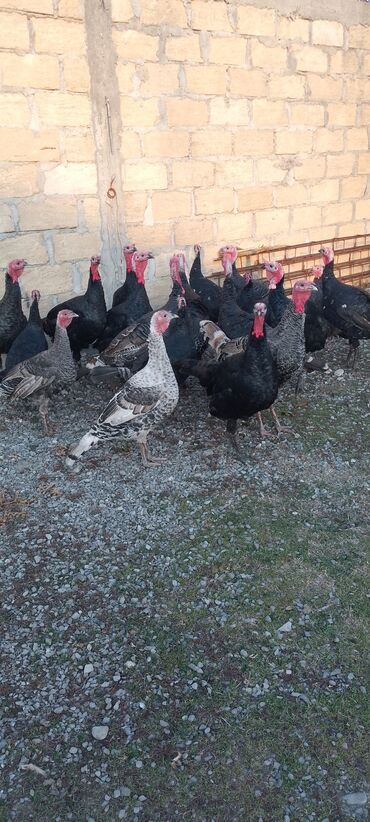 Hinduşka: Məhsul: Hinduşka sürüsü Təsvir: 8 ayliq tam sağlam kəsimə yararlı — 6