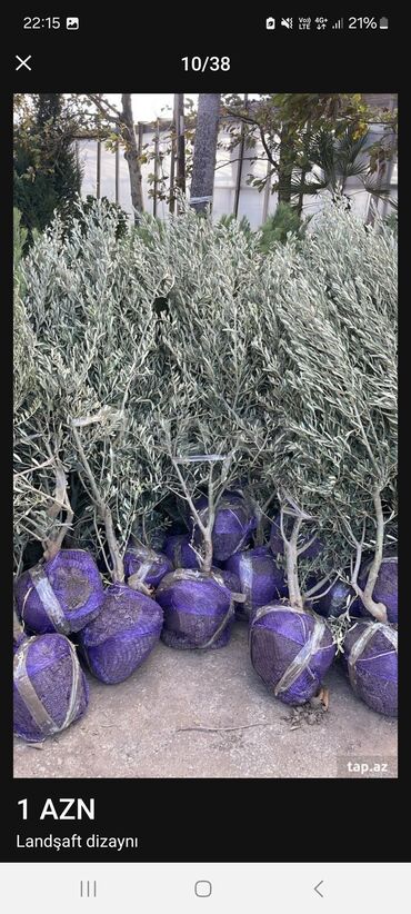 Landşaft işləri: Məhsul/xidmət: Landşaft dizaynı və hazır qazon (rulet qazon) işləri — 6