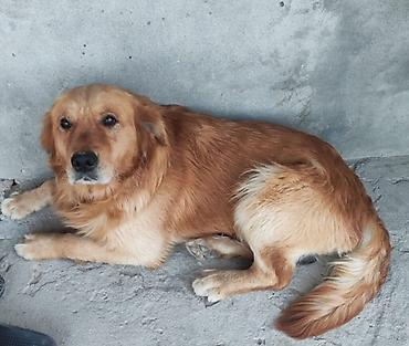 it satisi 2020: Retriever, 1 il, Erkək, Peyvəndli, Ünvandan götürmə — 1