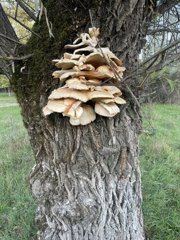 натяжные потолки в баку цена: Məhsul: Ağac göbələyi “toyuq ətinə bənzər” (sarı rəngli rəf forması)